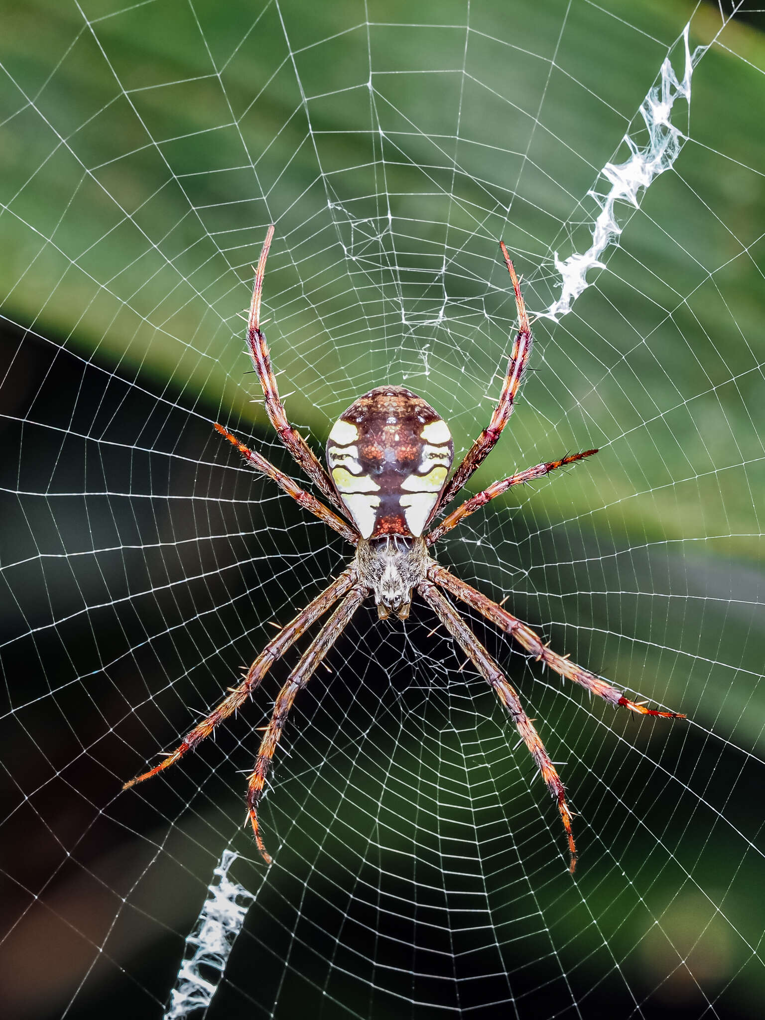 Image of Argiope perforata Schenkel 1963