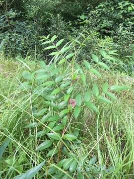 Image of Rubus fraxinifolius Poir.