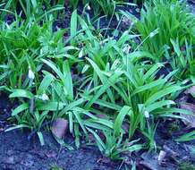 Image de Galanthus woronowii Losinsk.