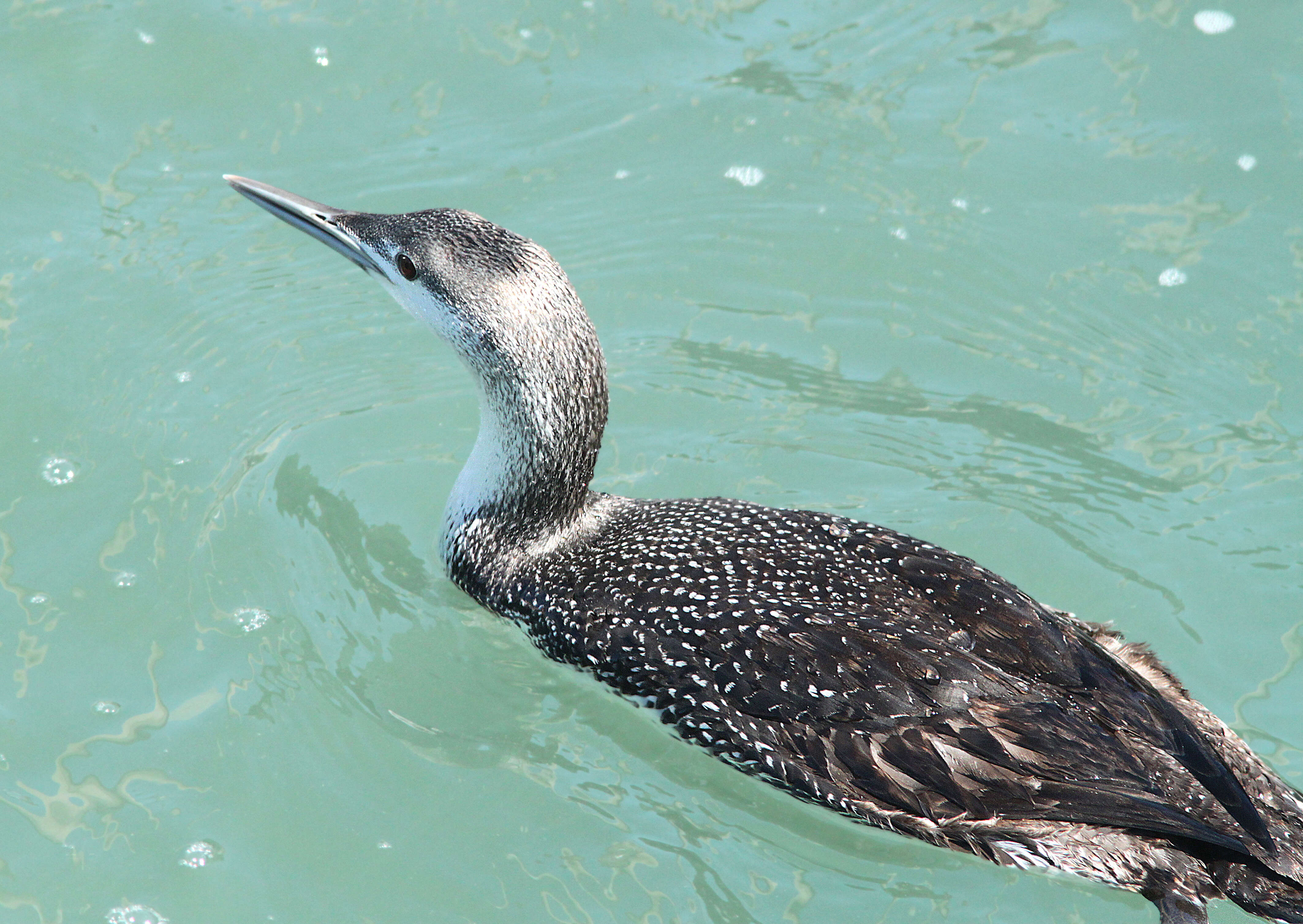 Image of Red-throated Diver