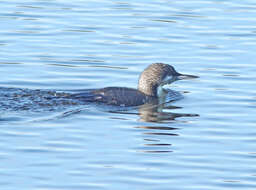 Image of loons