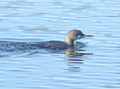 Image of loons