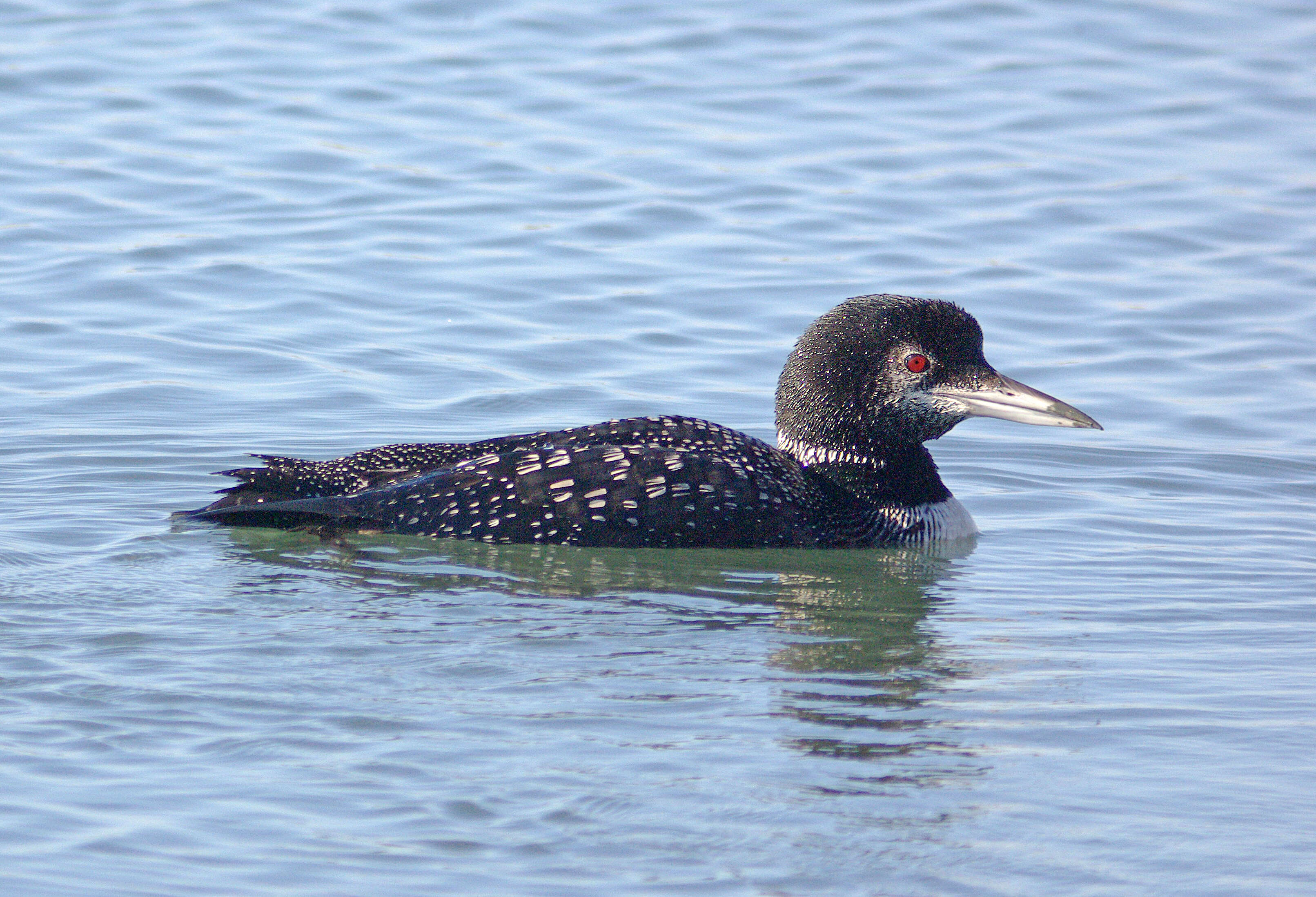 Image of loons