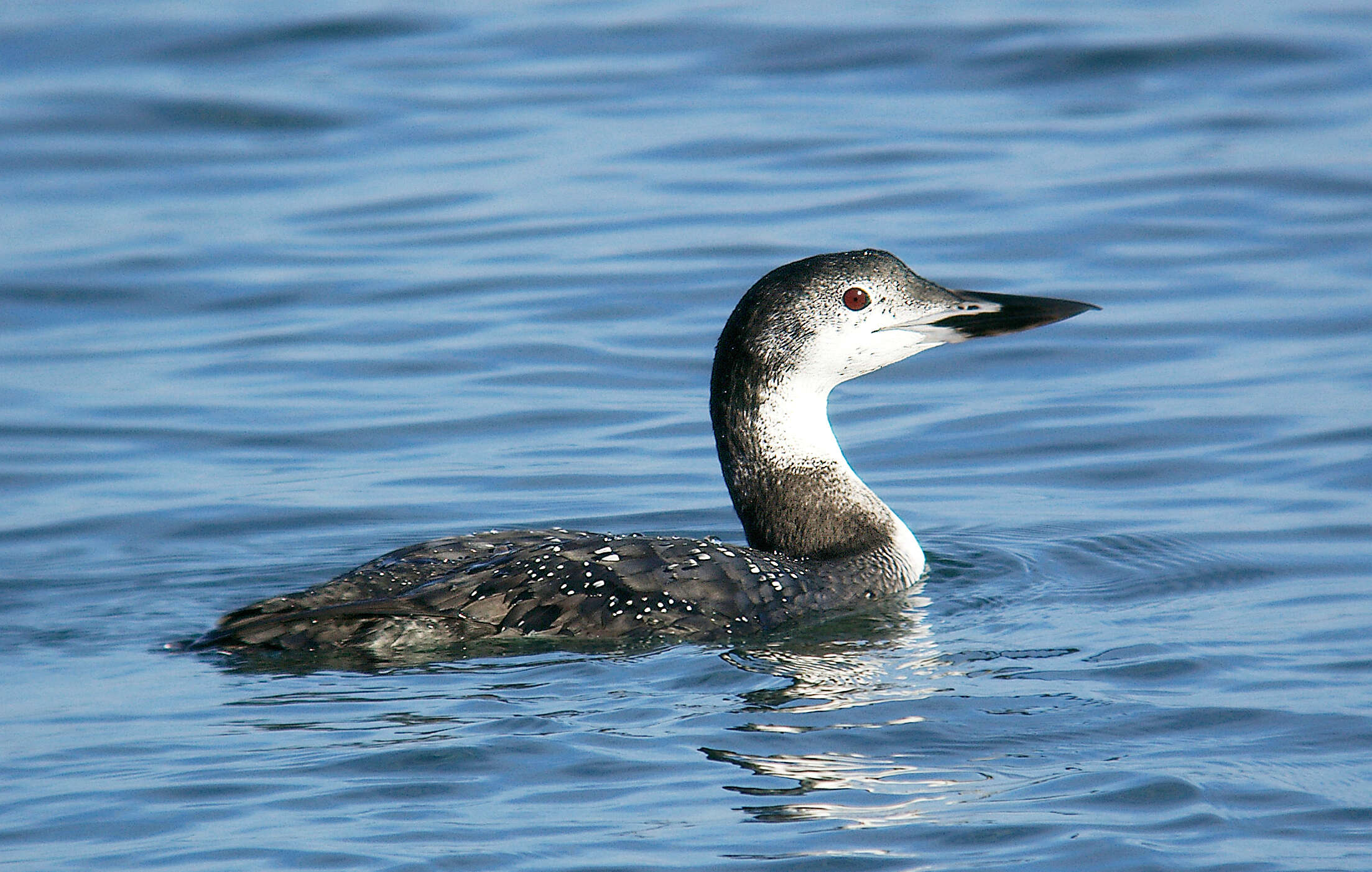 Image of loons