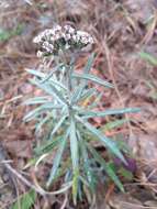 Plancia ëd Chionolaena salicifolia (Bertol.) G. L. Nesom