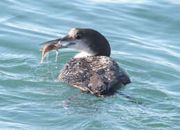 Image of loons