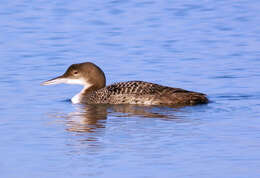 Image of loons