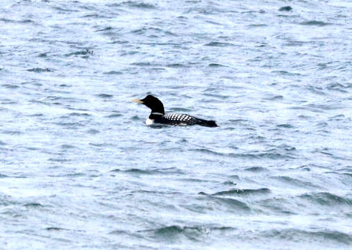 Image of White-billed Diver