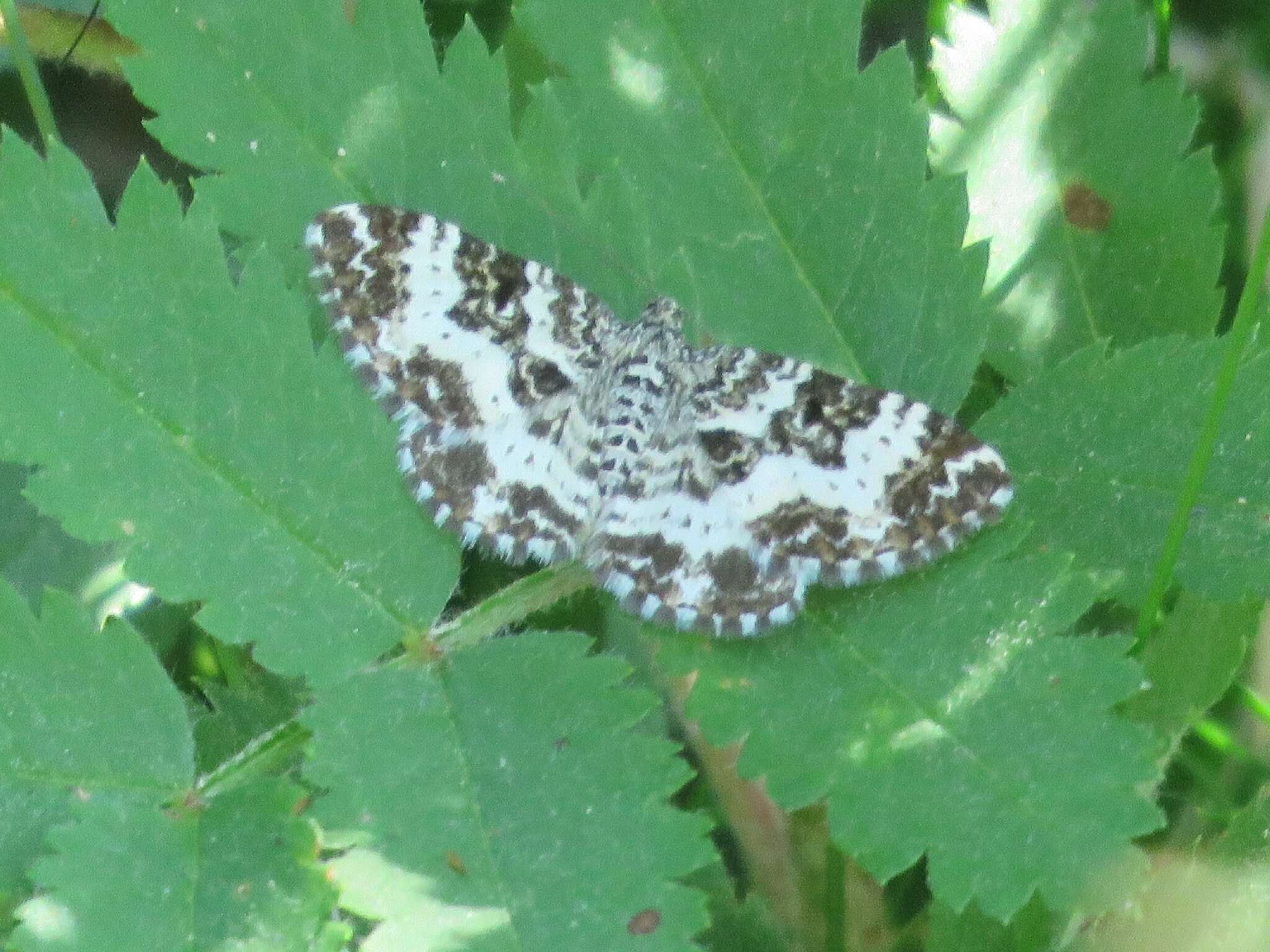 Image of small argent and sable