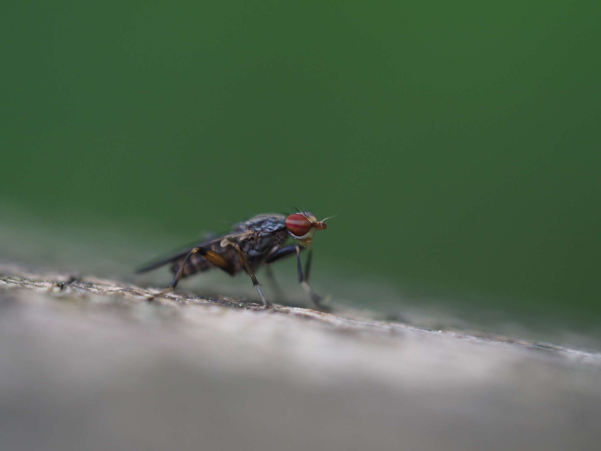 Image de Pherbellia annulipes (Zetterstedt 1846)