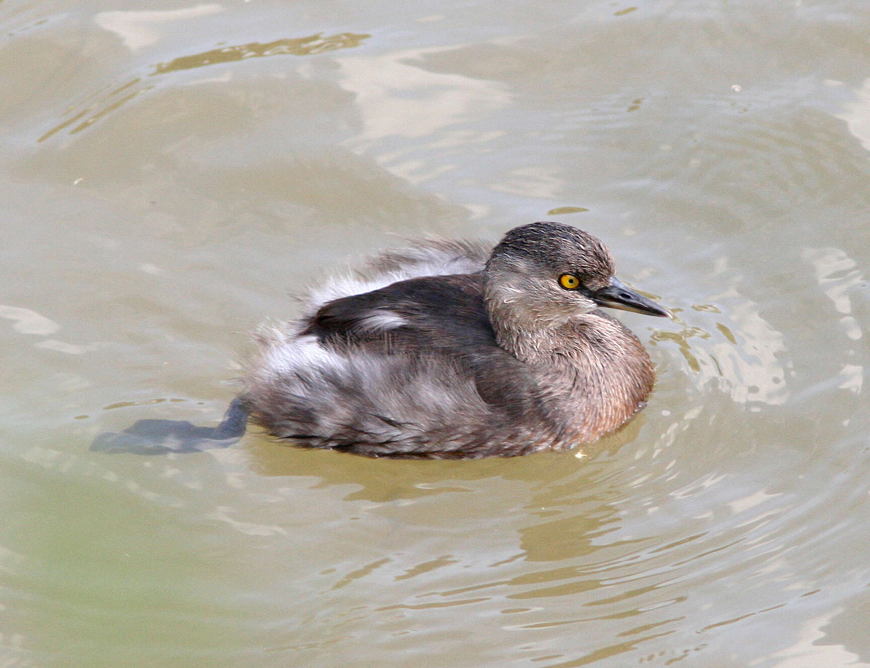 Image of Least Grebe