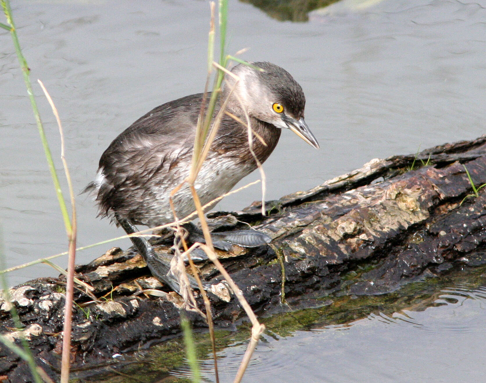 Imagem de Tachybaptus dominicus (Linnaeus 1766)