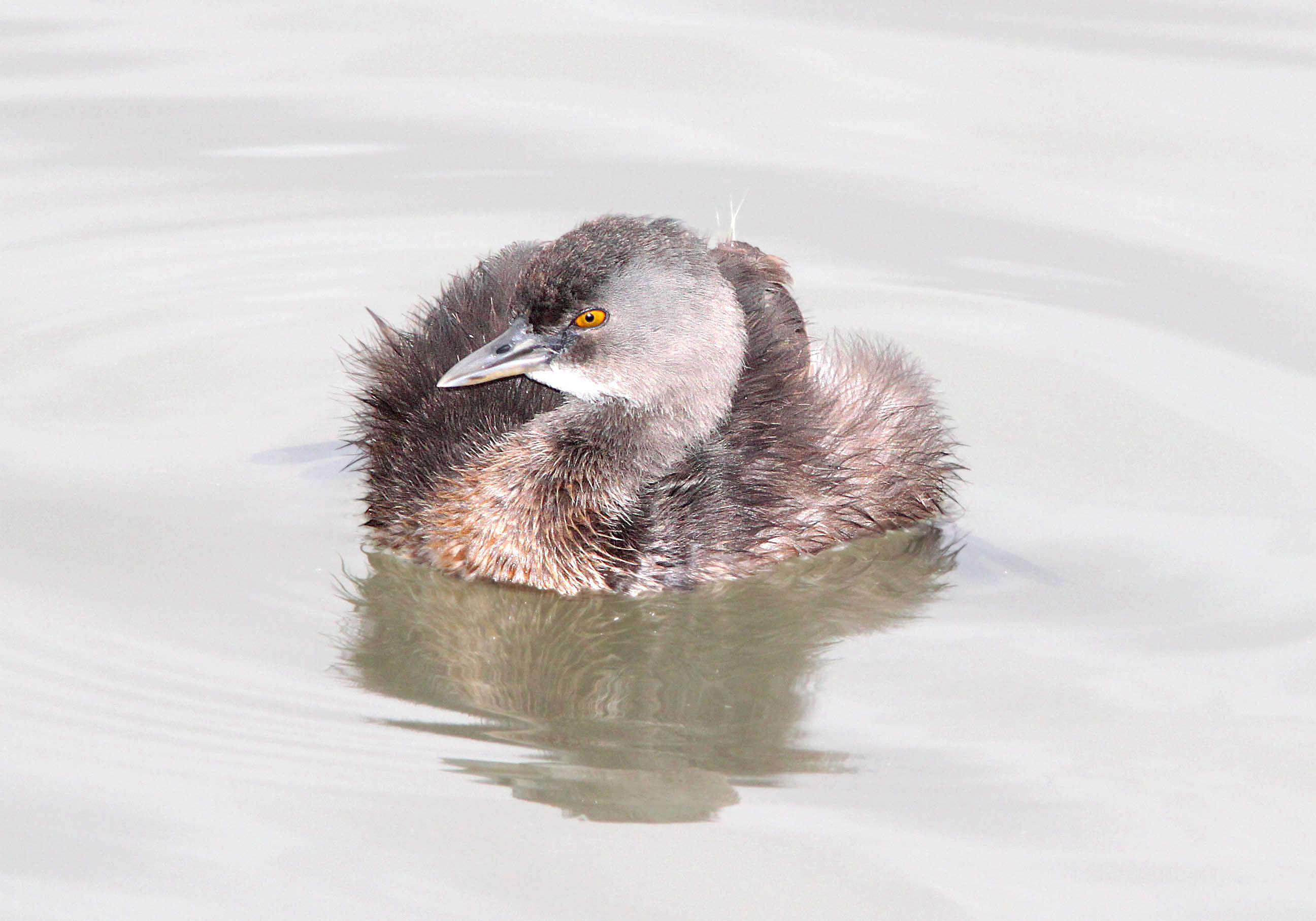 Image of Least Grebe