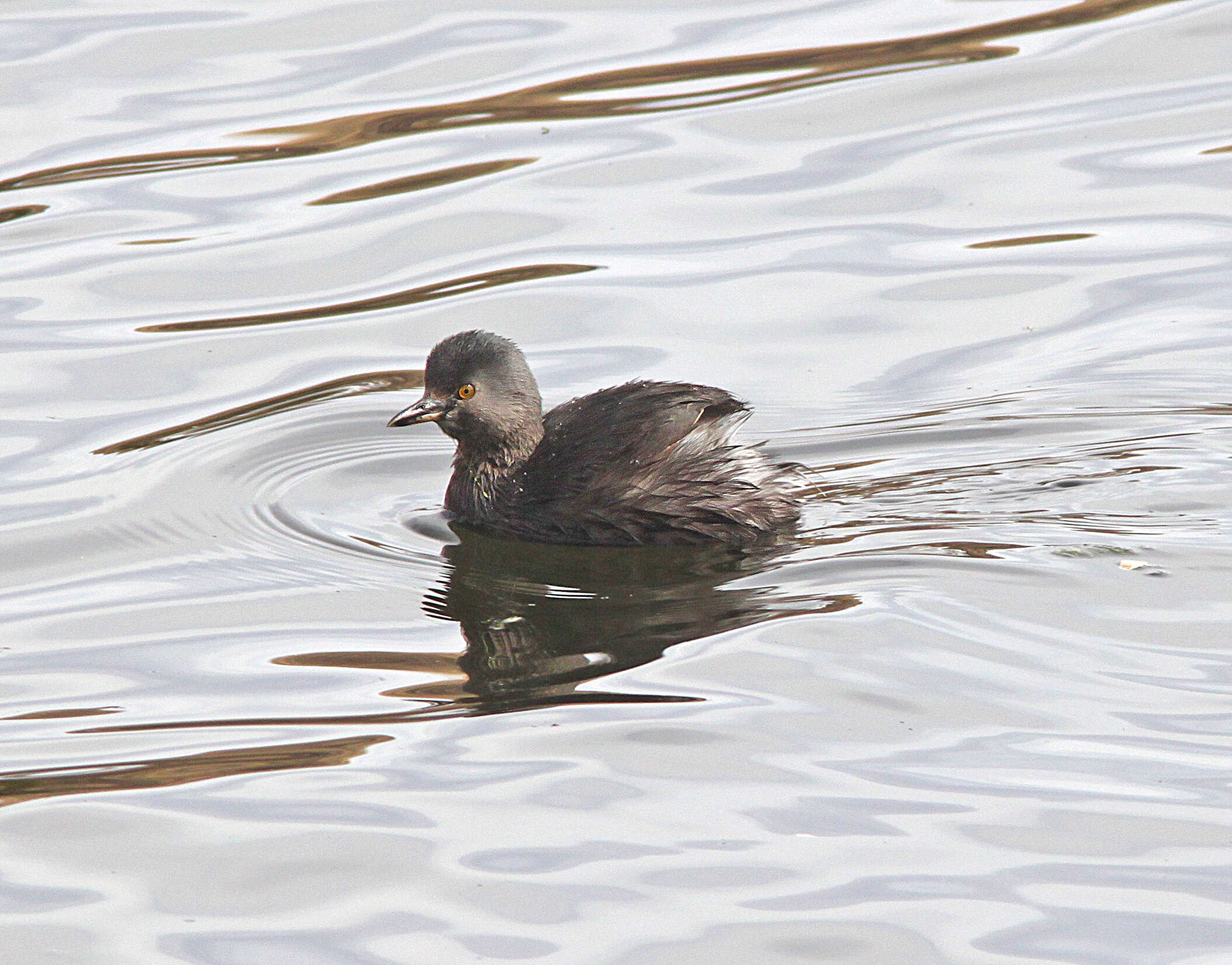 Imagem de Tachybaptus dominicus (Linnaeus 1766)