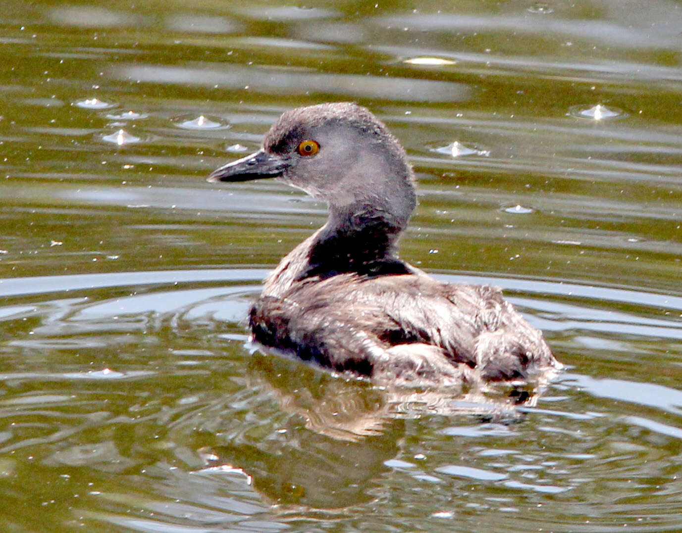 Image of Least Grebe