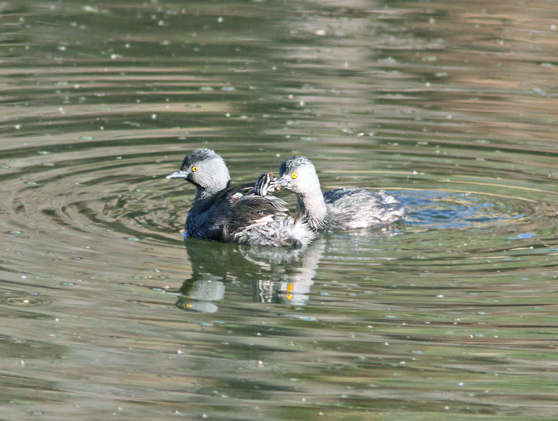 Imagem de Tachybaptus dominicus (Linnaeus 1766)