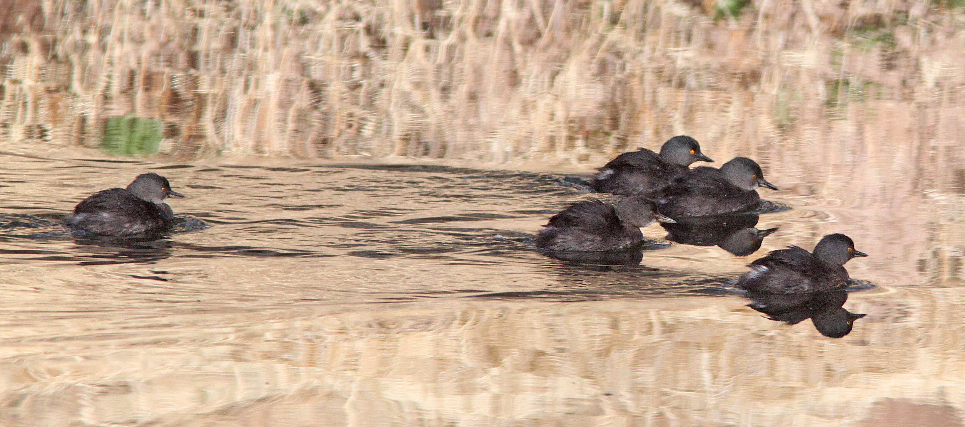 Imagem de Tachybaptus dominicus (Linnaeus 1766)