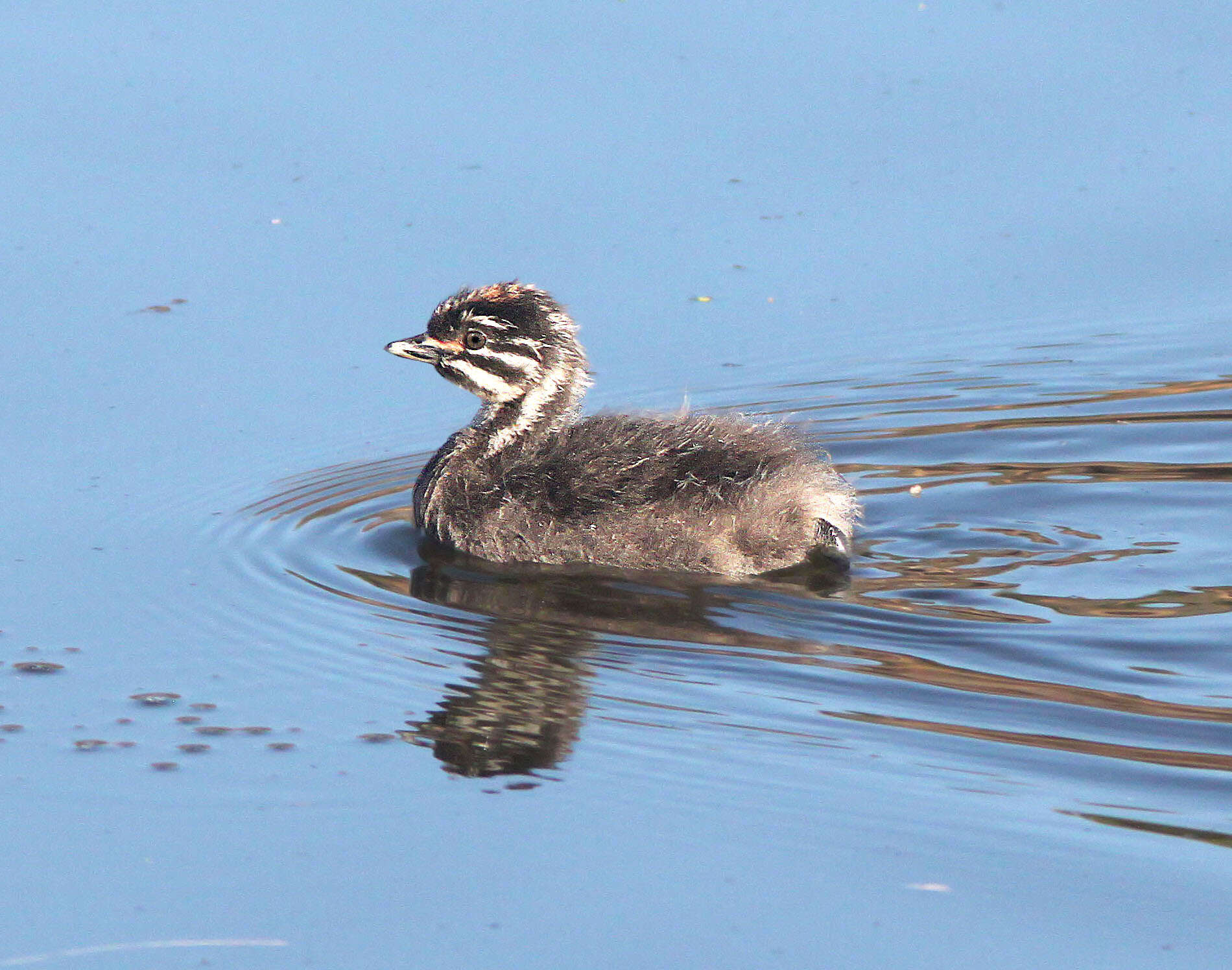 Image of Least Grebe