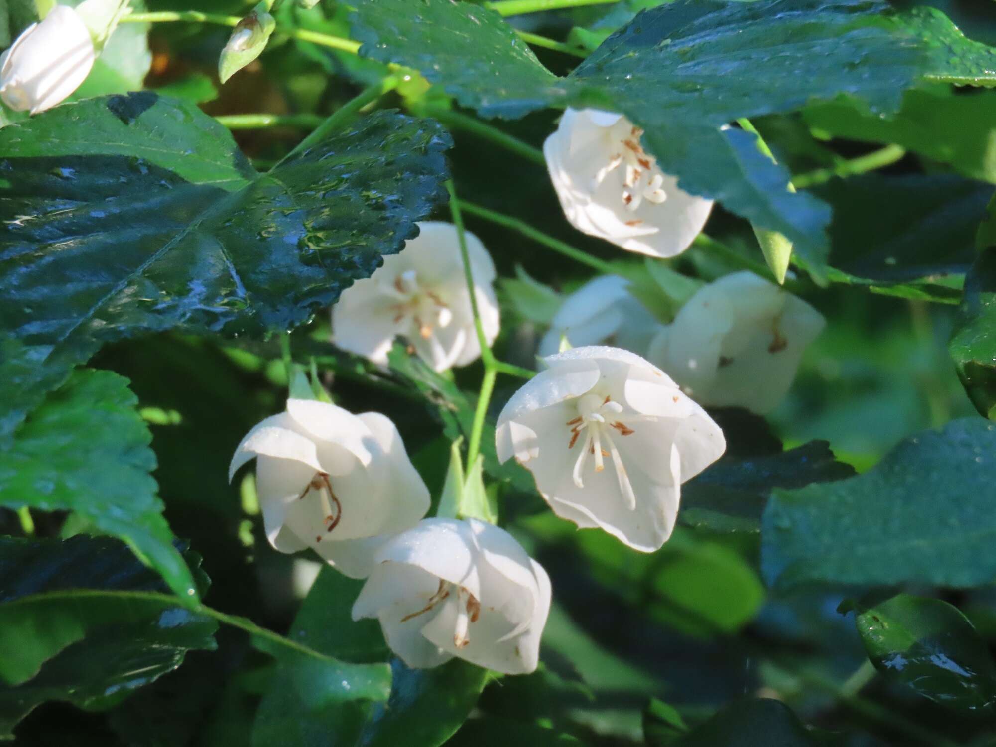 Sivun Dombeya tiliacea (Endl.) Planch. kuva