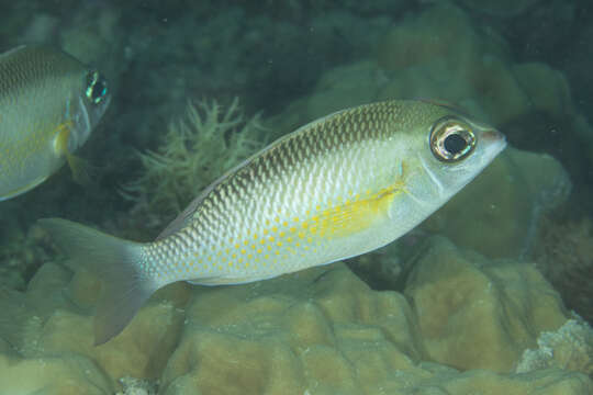 Image of Pearly monocle bream