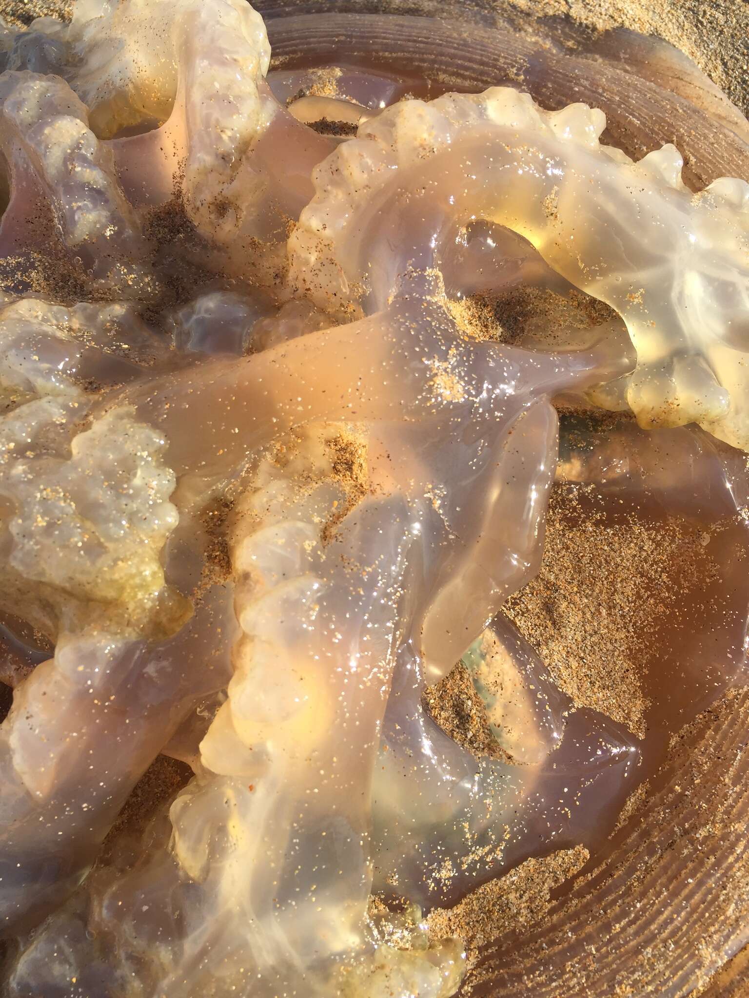 Image of Jelly Blubber