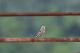 Image of Olive-backed Pipit