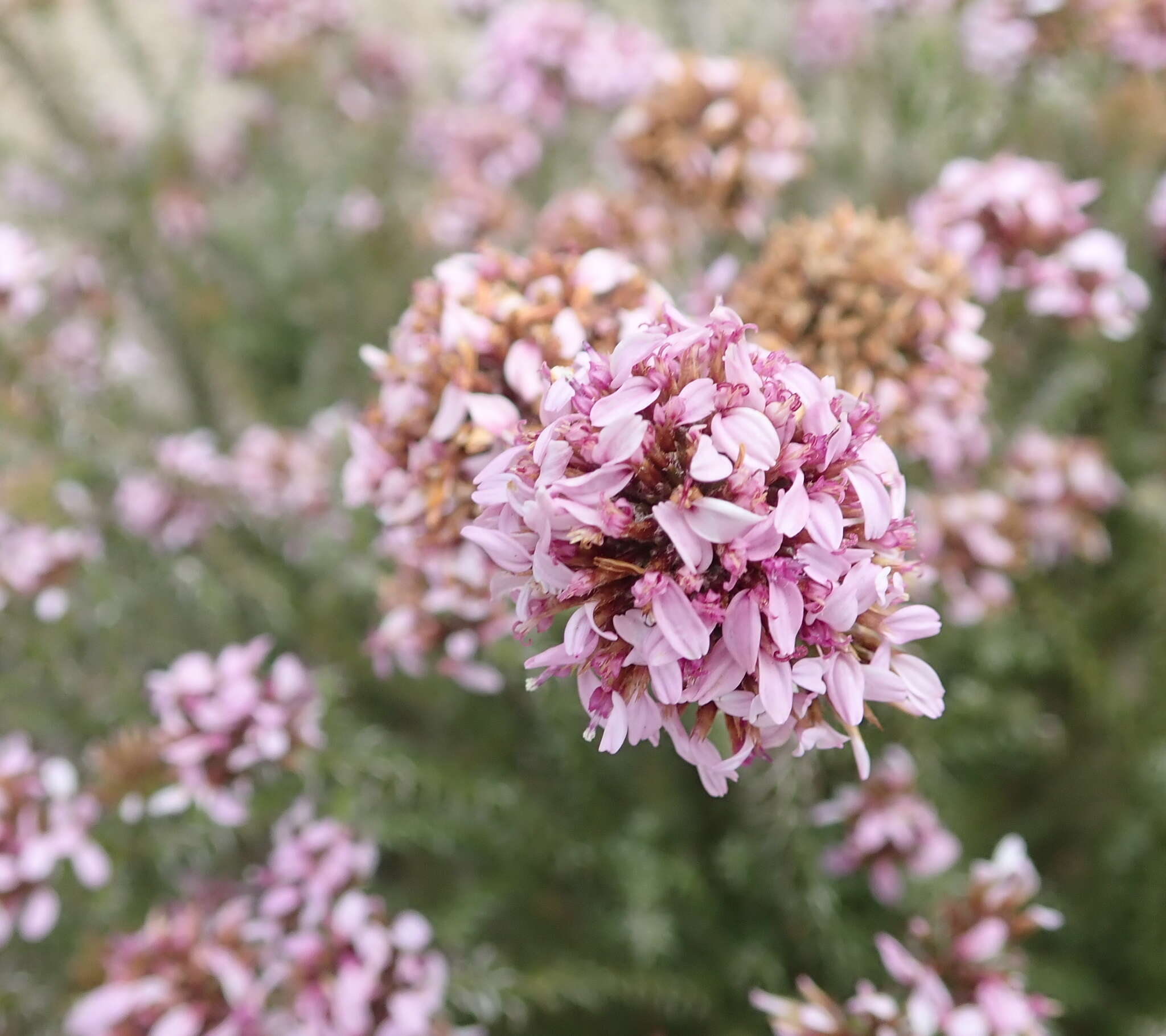 Image of Disparago ericoides (Berg.) Gaertn.