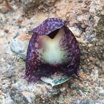 Image of Bristly helmet orchid