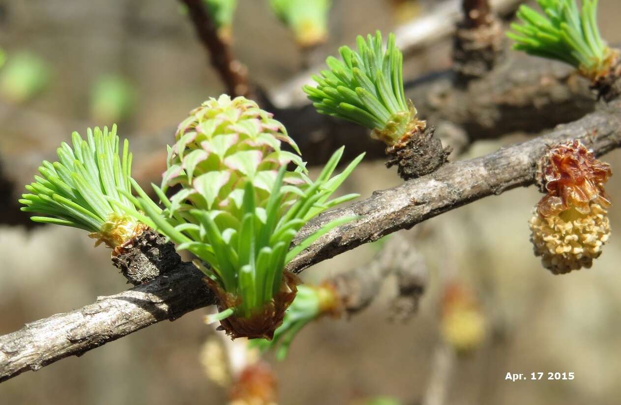 Image of Japanese Larch