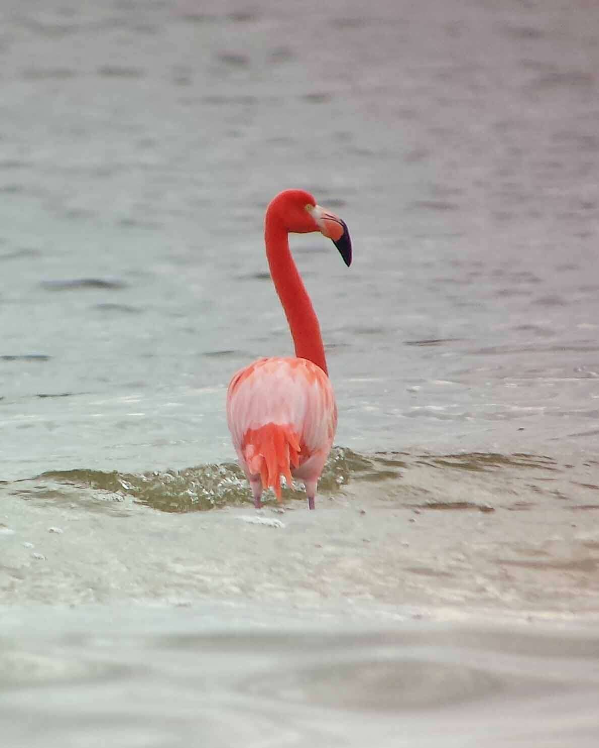 Слика од Phoenicopterus ruber Linnaeus 1758