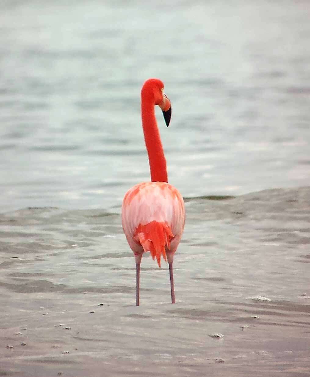 Imagem de Phoenicopterus ruber Linnaeus 1758