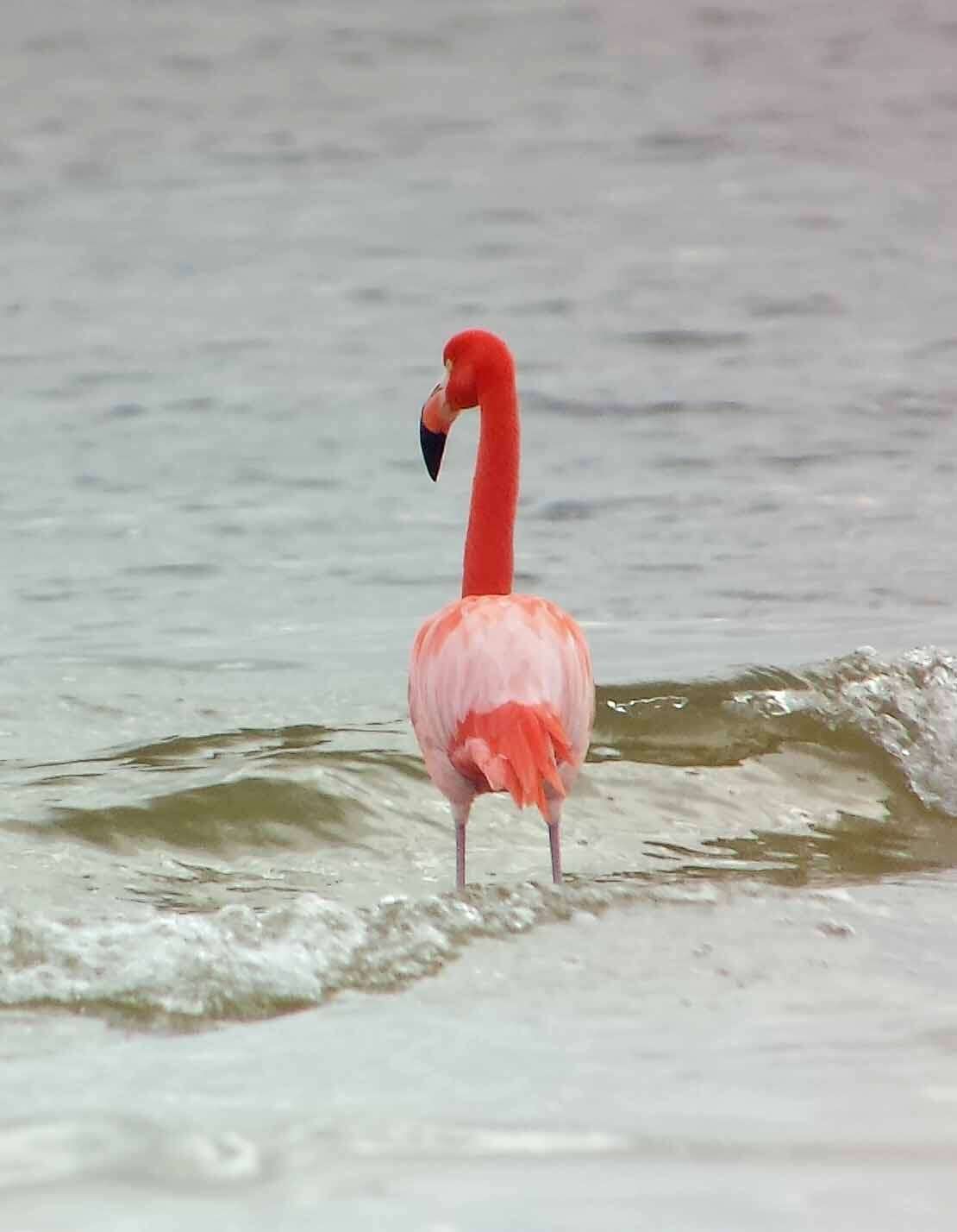 Слика од Phoenicopterus ruber Linnaeus 1758