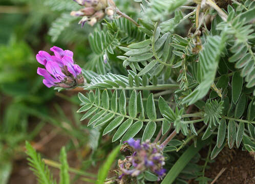 Image of Oxytropis ruthenica Vassilcz.