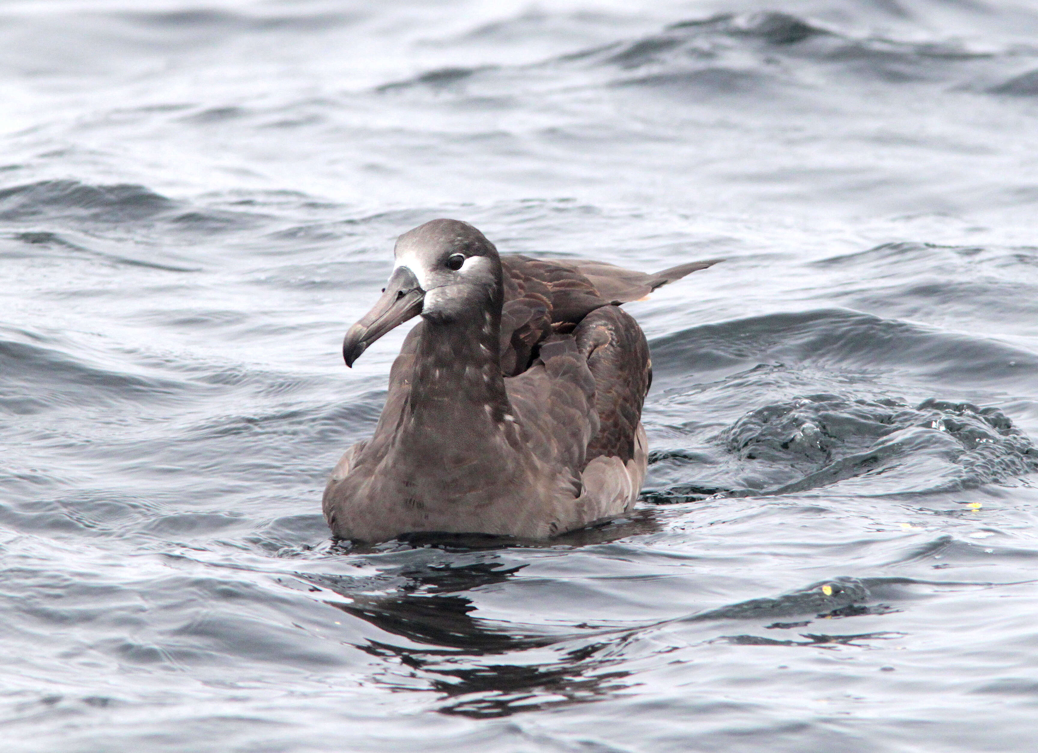 Image of Black-footed Albatross