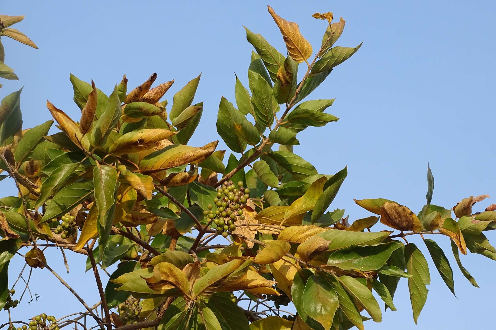 Image of Common crown-berry