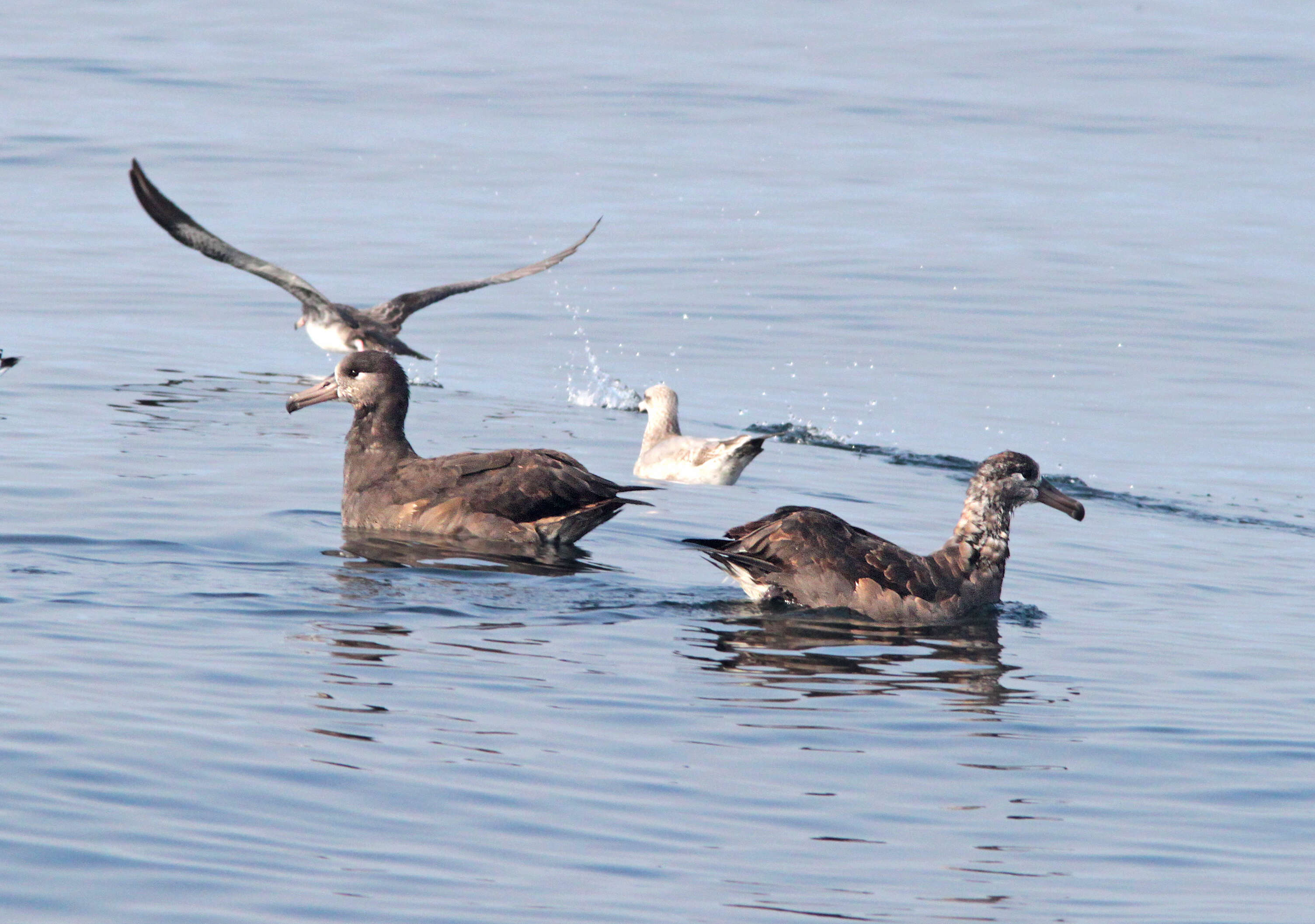 Image of Black-footed Albatross