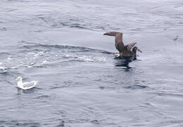 Image of Black-footed Albatross