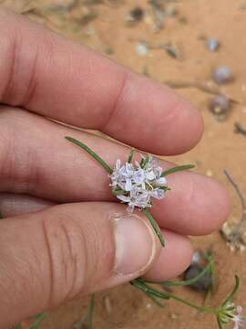 Image of sanddune ipomopsis