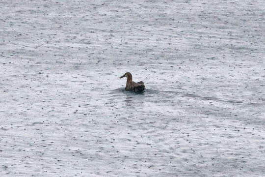 Image of Black-footed Albatross