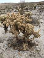 Image de Cylindropuntia fosbergii (C. B. Wolf) Rebman, M. A. Baker & Pinkava