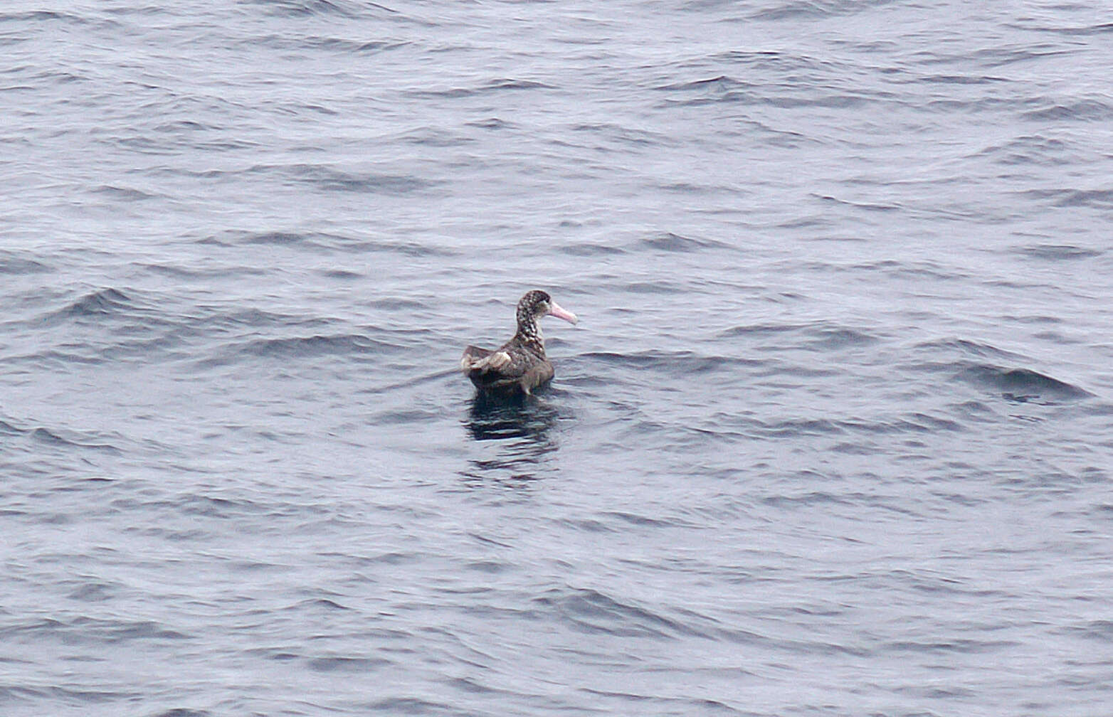 Image of Short-tailed Albatross