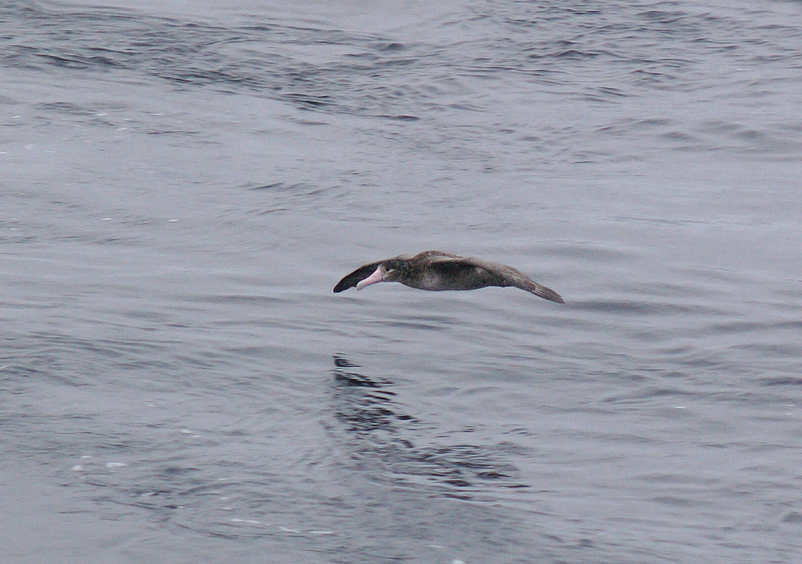 Image of Short-tailed Albatross