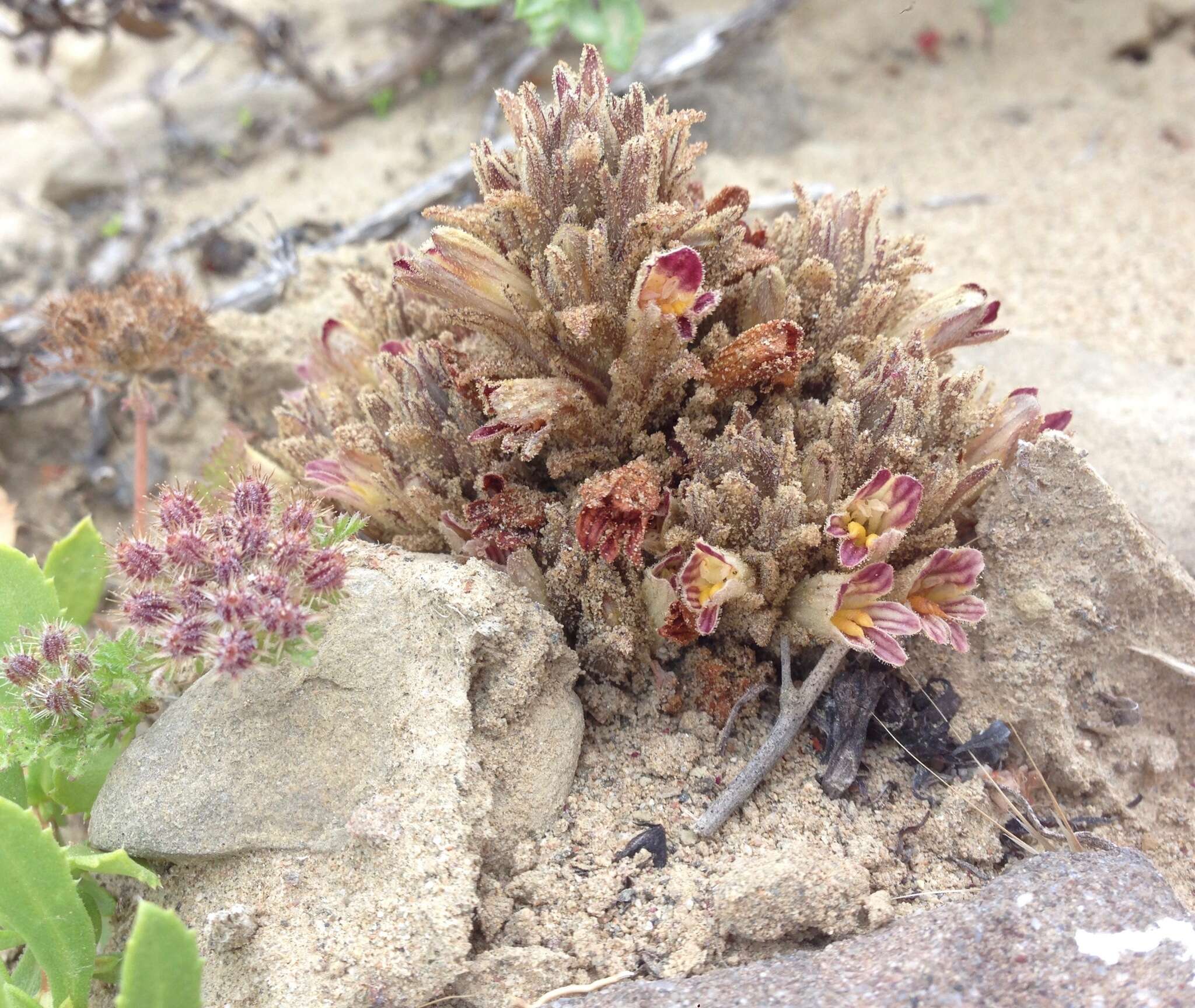 Image of Parish's broomrape