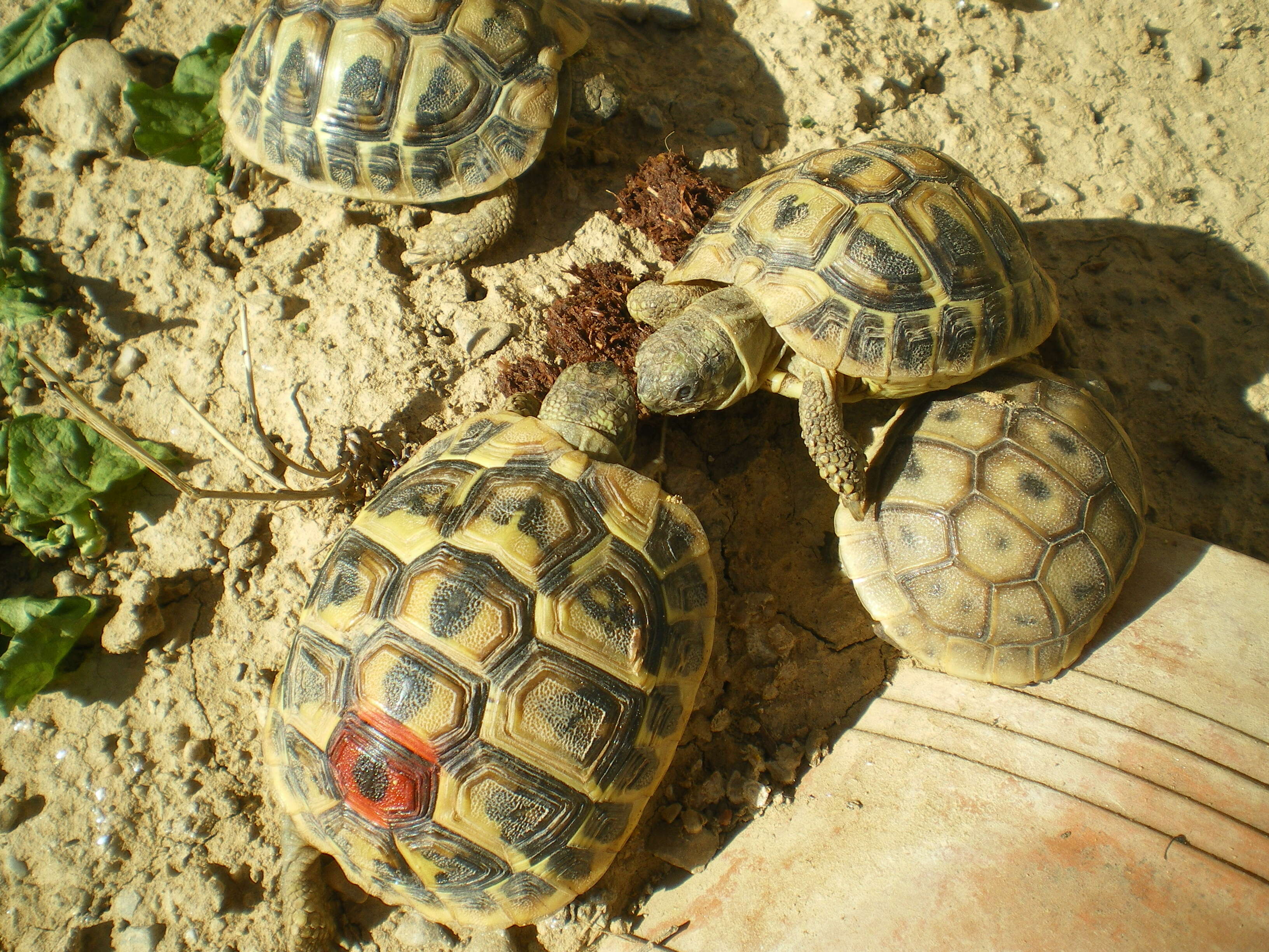 Image of Hermann's Tortoise