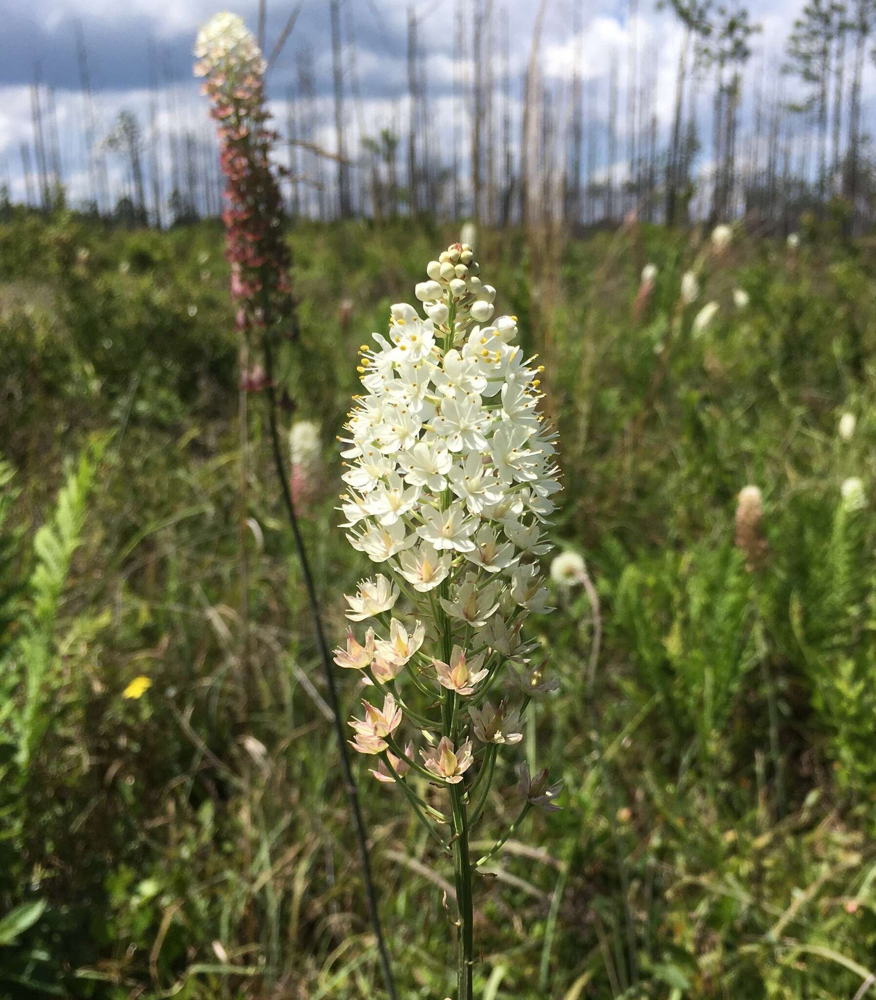 Image of Stenanthium densum (Desr.) Zomlefer & Judd