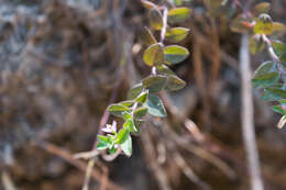 Image of Rhinotropis parryi (A. W. Benn.) J. R. Abbott