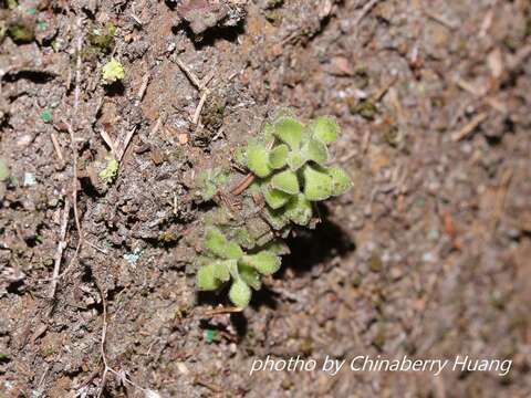 Image of Sedum stellariifolium Franch.