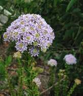 Image of Pseudoselago serrata (P. J. Bergius) O. M. Hilliard