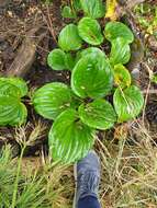 Image of giant forget-me-not