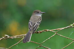 Image of Pale-edged Flycatcher